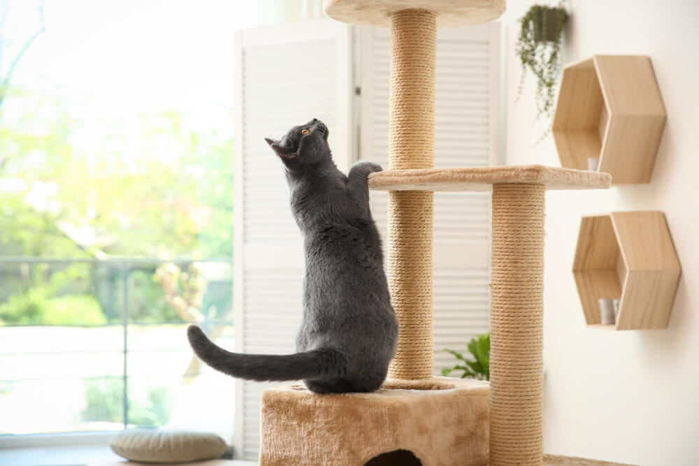 Cat Supplies