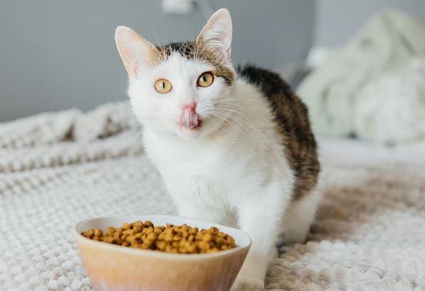 Cat Food