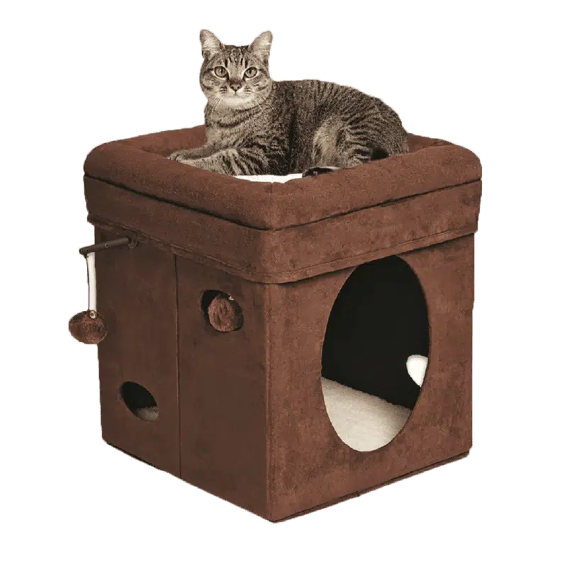 Curious Cat Cube